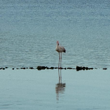 plamenac vransko jezero snimila melani marketin 3
