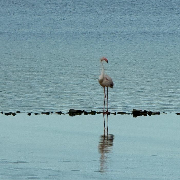 plamenac vransko jezero snimila melani marketin 4