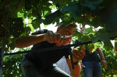 župan vinograd grožđe bilaver 3