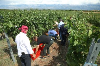 župan vinograd grožđe bilaver 6