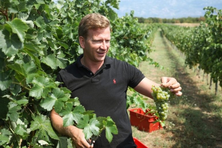 župan vinograd grožđe bilaver