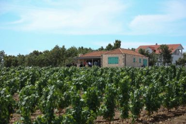 župan vinograd grožđe bilaver loza