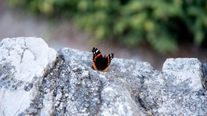 perivoj-kraljice-jelene-FOTO-Linda-Vidovic-17