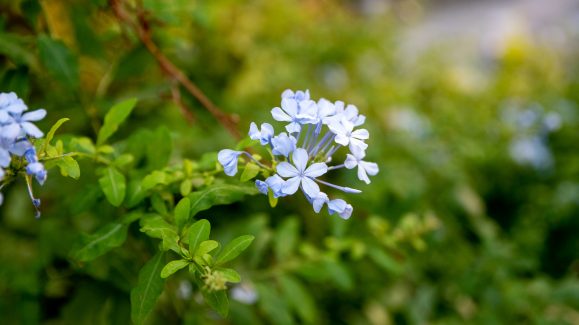 perivoj-kraljice-jelene-FOTO-Linda-Vidovic-20