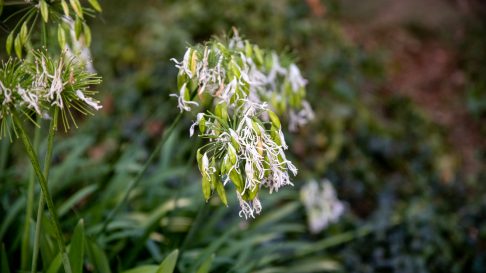 perivoj-kraljice-jelene-FOTO-Linda-Vidovic-26