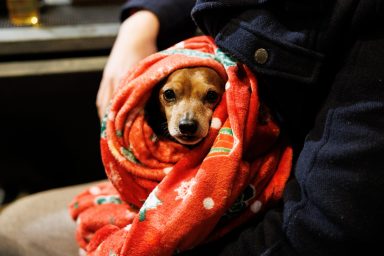 34 006 Otvorenje Adventa Ićo, Vista, Leo Rados 27.11.2025, Foto Bojan Bogdanić