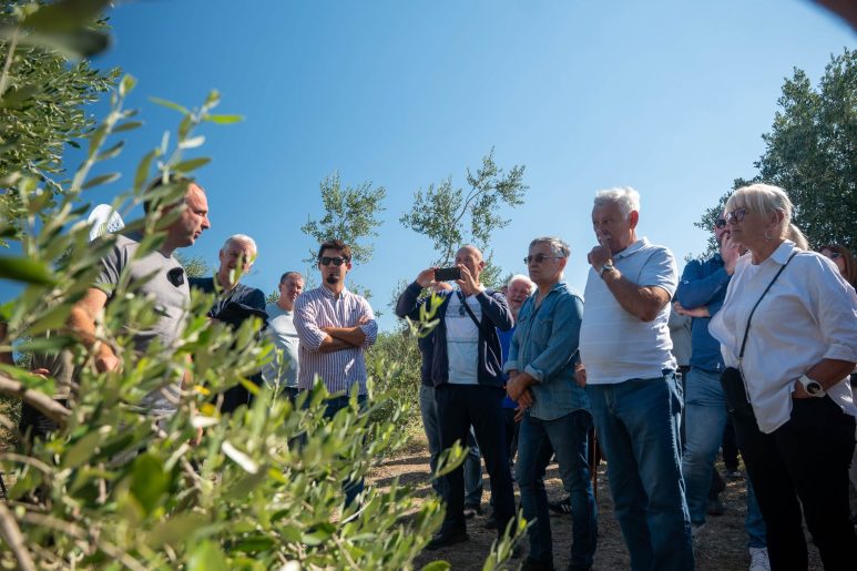 dr. Šime Marcelić posašnjava kako dobiti više ulja u rijetkim nego gustim krošnjama
